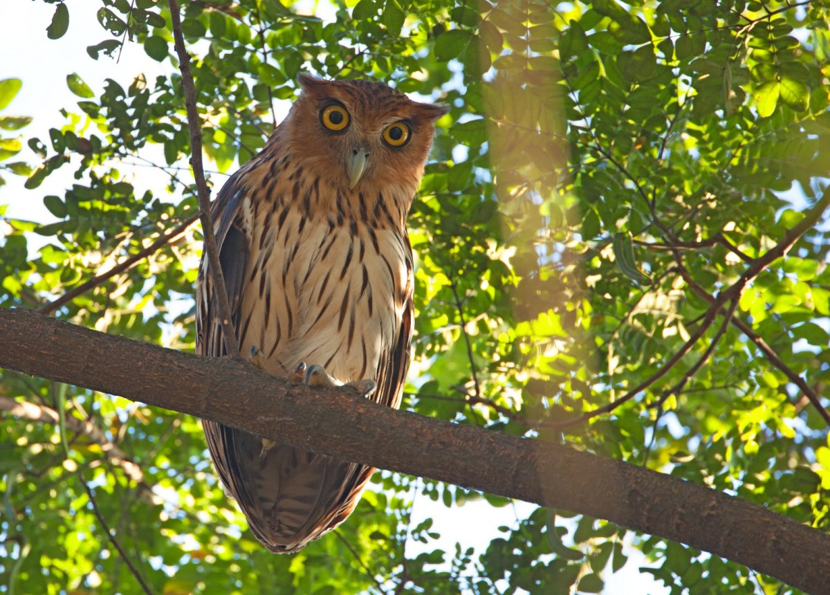 Philippine Eagle-Owl (Bubo philippensis) by Bob Kaufman