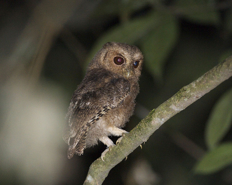 Rajah Scops Owl (Otus brookii) juvenile ©WikiC