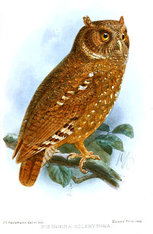 Sandy Scops Owl (Otus icterorhynchus holerythrus) Drawing ©WikiC