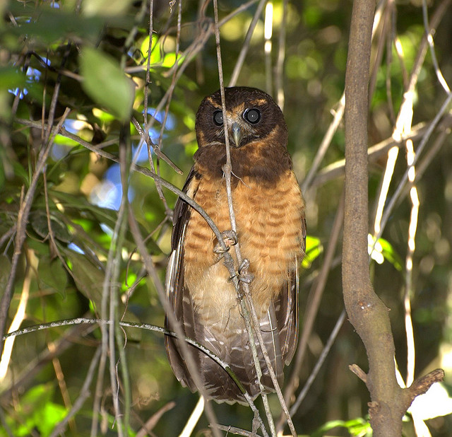 Tawny-browed Owl (Pulsatrix koeniswaldiana) by Dario Sanches