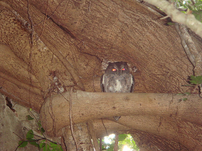 Torotoroka Scops Owl (Otus madagascariensis) ©WikiC