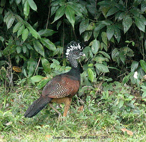 Great Curassow (Crax rubra) by KentNickell