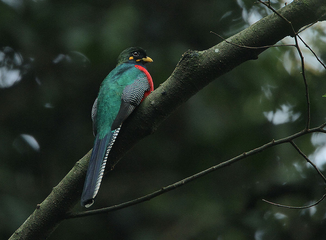Bar-tailed Trogon (Apaloderma vittatum) ©©Rainbirder
