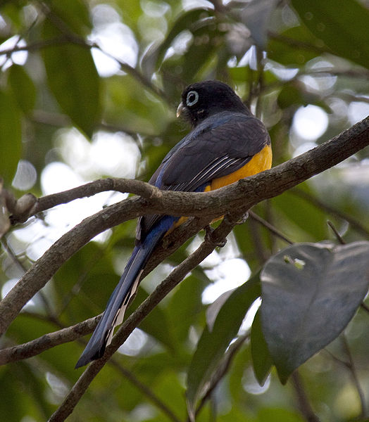 Black-tailed Trogon (Trogon melanurus) ©WikiC