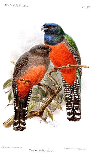 Blue-crowned Trogon (Trogon curucui) Drawing ©WikiC