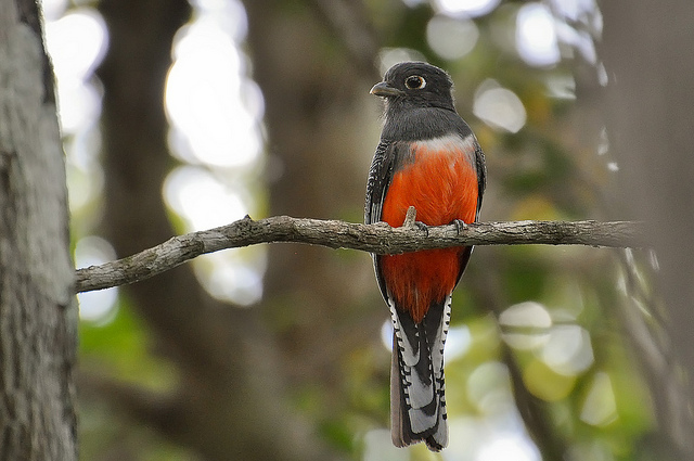 Blue-crowned Trogon (Trogon curucui) Female ©©CTimm