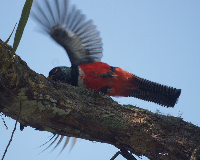 Collared Trogon (Trogon collaris exoptatus) ©©barloventomagico