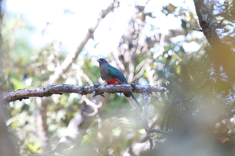 Eared Quetzal (Euptilotis neoxenus) ©WikiC