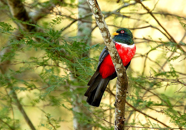 Ecuadorian Trogon (Trogon mesurus) ©©fveronesi1
