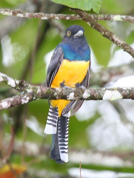 Gartered Trogon (Trogon caligatus) ©WikiC