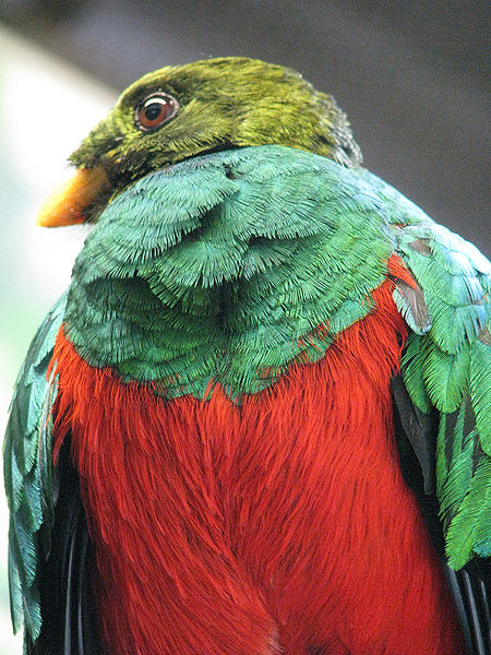 Golden-headed Quetzal (Pharomachrus auriceps) Closeup Houston Zoo ©WikiC