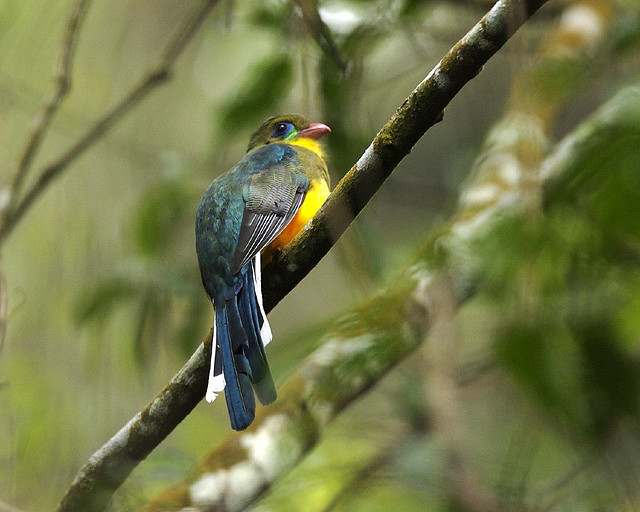 Javan Trogon (Apalharpactes reinwardtii) ©©LipKee