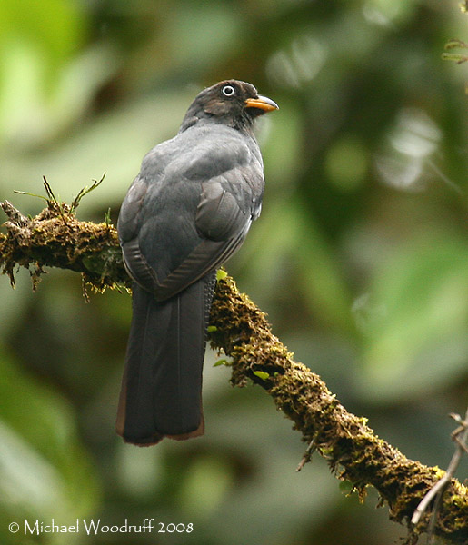 Lattice-tailed Trogon (Trogon clathratus) female by Michael Woodruff