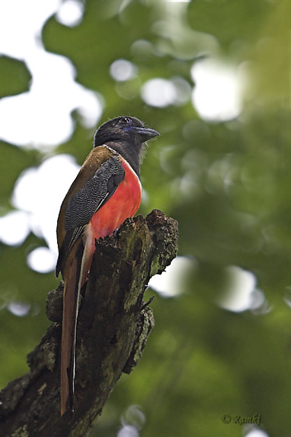 Malabar Trogon (Harpactes fasciatus malabaricus) by Ramki