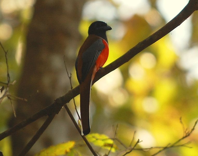Malabar Trogon (Harpactes fasciatus) ©WikiC