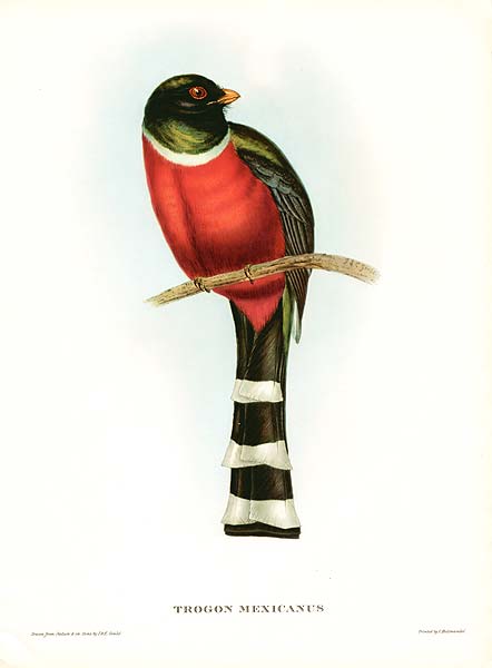 Mountain Trogon (Trogon mexicanus) Drawing ©WikiC