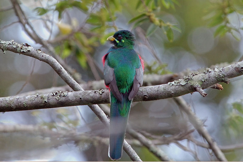 Narina Trogon (Apaloderma narina) ©WikiC