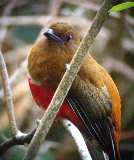 Red-headed Trogon (Harpactes erythrocephalus chaseni) - Female by Peter Ericsson