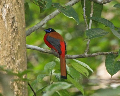 Scarlet-rumped Trogon (Harpactes duvaucelii) ©©LipKee