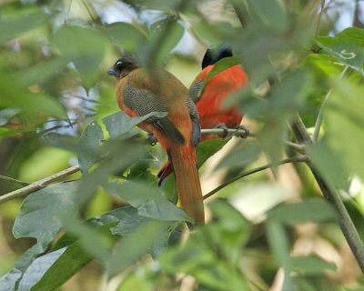 Scarlet-rumped Trogon (Harpactes duvaucelii) ©WikiC