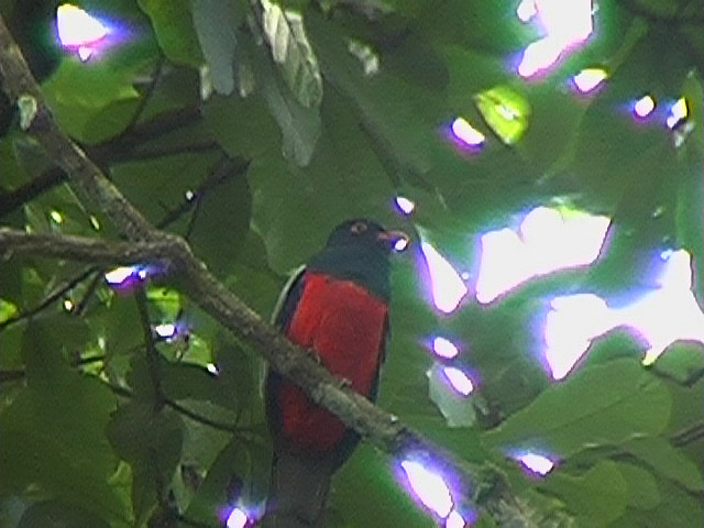Slaty-tailed Trogon (Trogon massena hoffmanni) ©©AChapman