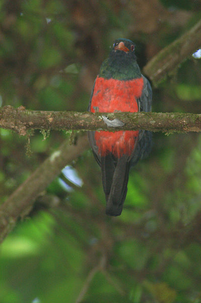 Slaty-tailed Trogon (Trogon massena) ©WikiC