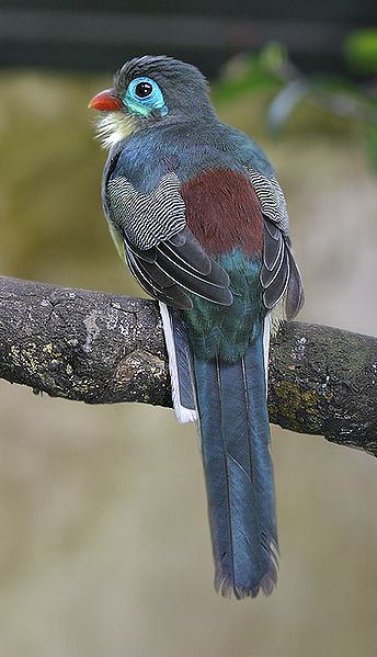 Sumatran Trogon (Apalharpactes mackloti) ©WikiC