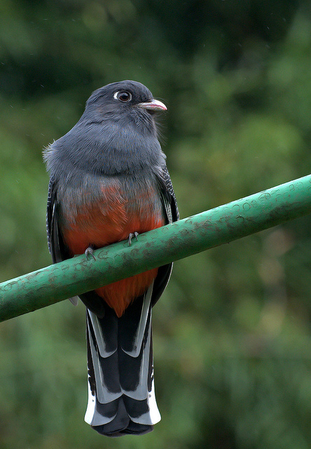 Surucua Trogon (Trogon surrucura) by Dario Sanches