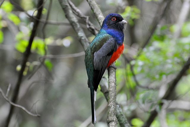 Surucua Trogon (Trogon surrucura surrucura) ©©CTimm