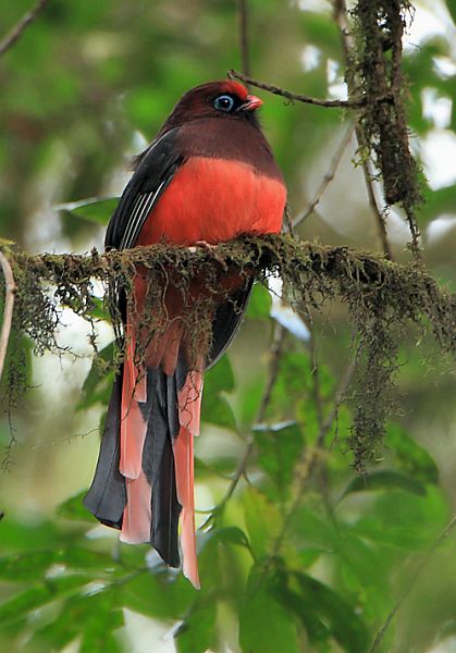 Ward's Trogon (Harpactes wardi) by Ramki