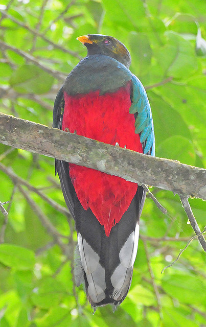 White-tipped Quetzal (Pharomachrus fulgidus) ©©jerryoldenettel