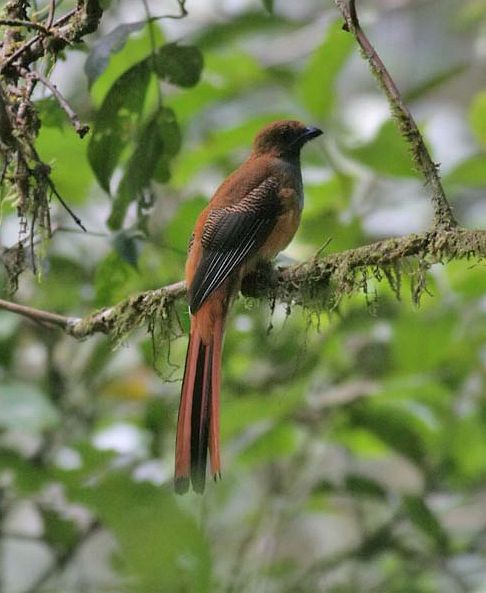 Whitehead's Trogon (Harpactes whiteheadi) female by Peter Ericsson