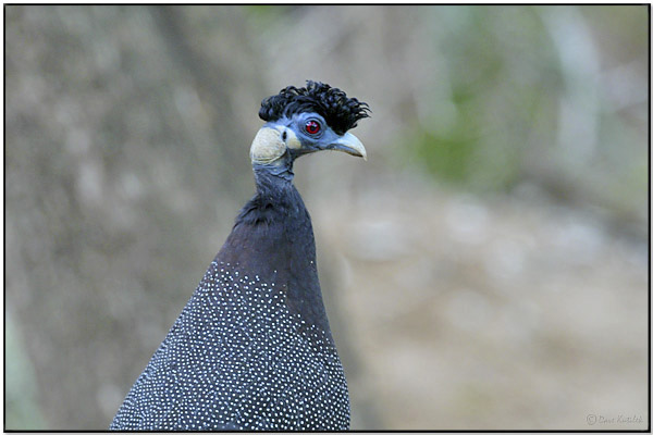 Crested Guineafowl (Guttera pucherani) by Dave's BirdingPix