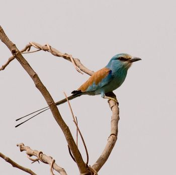Abyssinian Roller (Coracias abyssinicus) ©WikiC