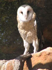 African Grass Owl (Tyto capensis) by Wiki