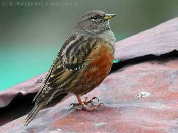 Alpine Accentor (Prunella collaris) by Ian