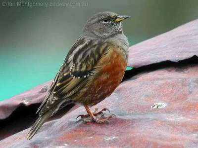 Alpine Accentor (Prunella collaris) by Ian