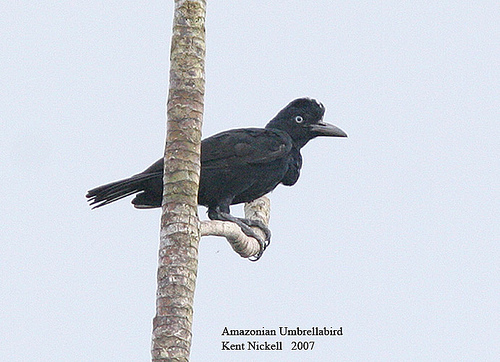 Amazonian Umbrellabird (Cephalopterus ornatus) by Kent Nickell