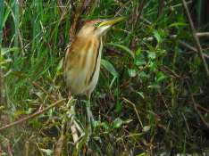 Australian Little Bittern (Ixobrychus dubius) by Ian
