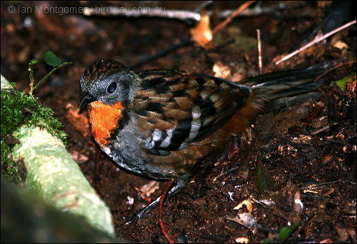 Australian Logrunner by Ian