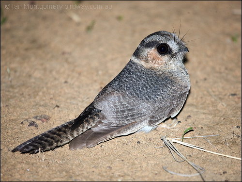 Australian Owlet-nightjar (Aegotheles cristatus) by Ian