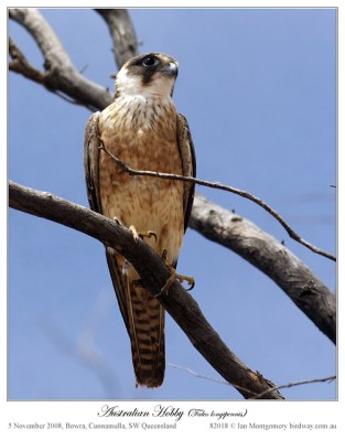 Australian Hobby by Ian