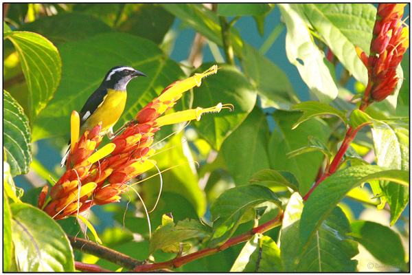 Bananaquit (Coereba flaveola) by Daves BirdingPix