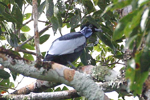 Bare-necked Fruitcrow (Gymnoderus foetidus) by AGrosset