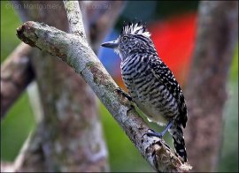 Barred Antshrike by Ian