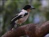 Black-backed Butcherbird (Cracticus mentalis) by&nbsp;Ian