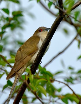 Black-billed Cuckoo by Jim Fenton
