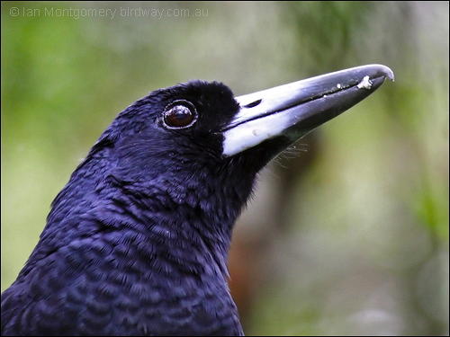 Black Butcherbird (Melloria quoyi) by Ian