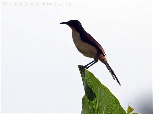 Black-capped Donacobius (Donacobius atricapilla) by Ian