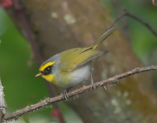 Black-faced Warbler (Abroscopus schisticeps) by Nikhil Devasar